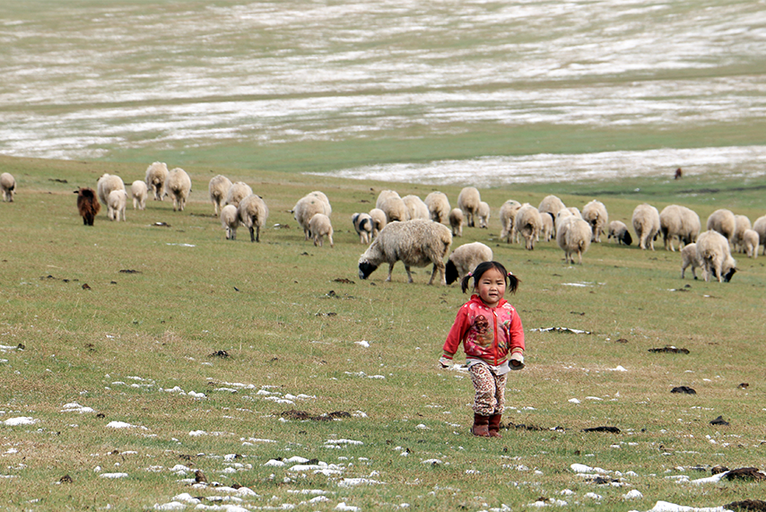 Little girl running in the fields in Mongolia with her family's sheep
