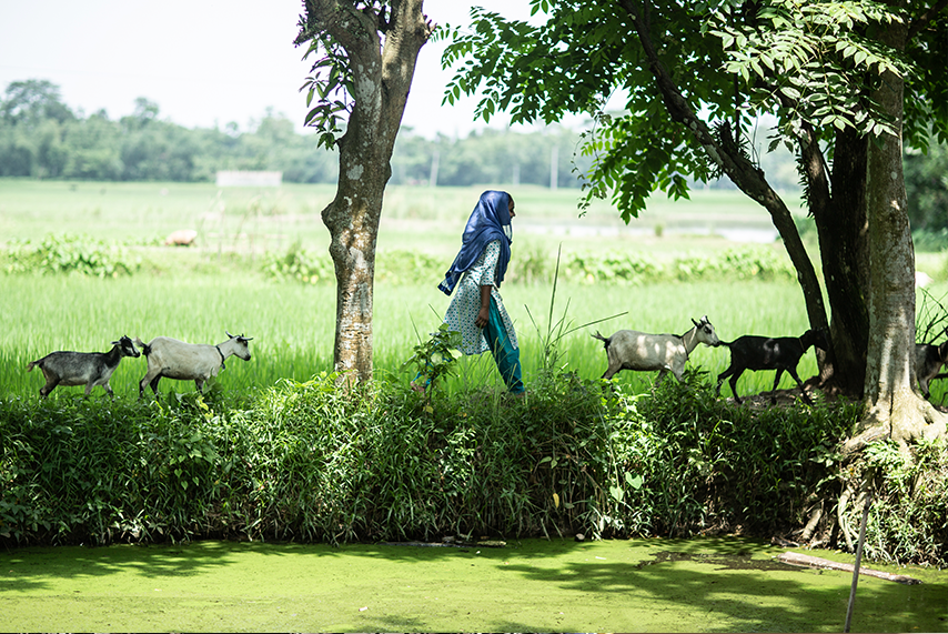 Rosni and the Hundred Hungry Goats